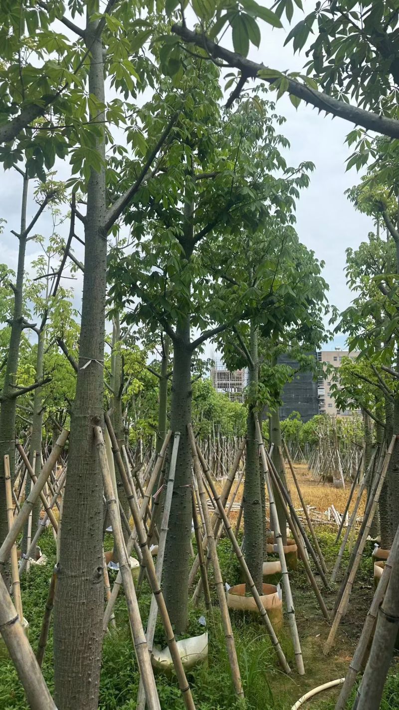 美丽木棉10-25分，大量现货