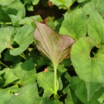 细根鱼腥草，10亩