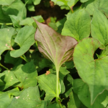 细根鱼腥草，10亩
