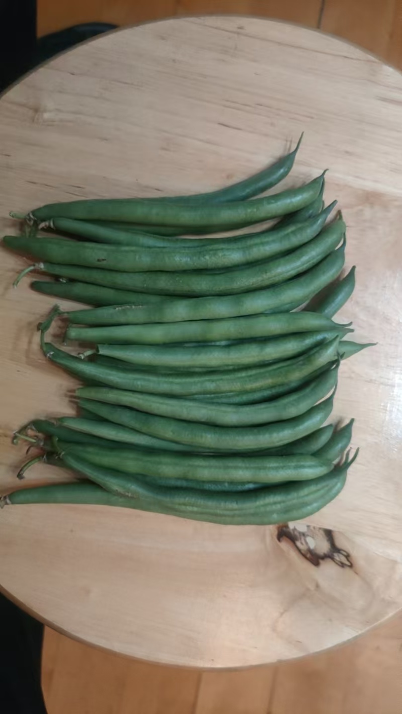江苏青刀豆芸豆产地四季豆源头产地种植基地欢迎来电