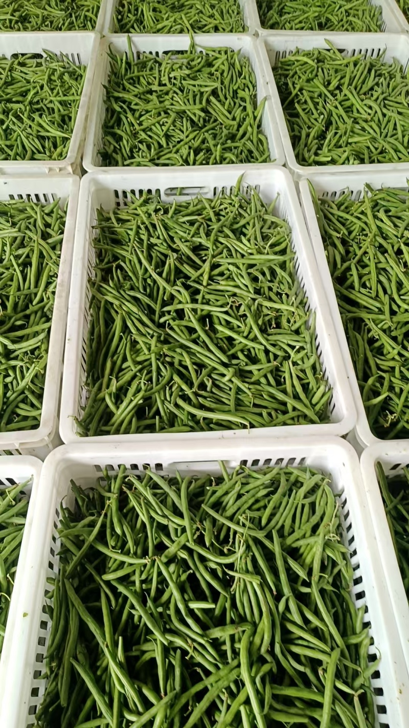 江苏青刀豆芸豆产地四季豆源头产地种植基地欢迎来电