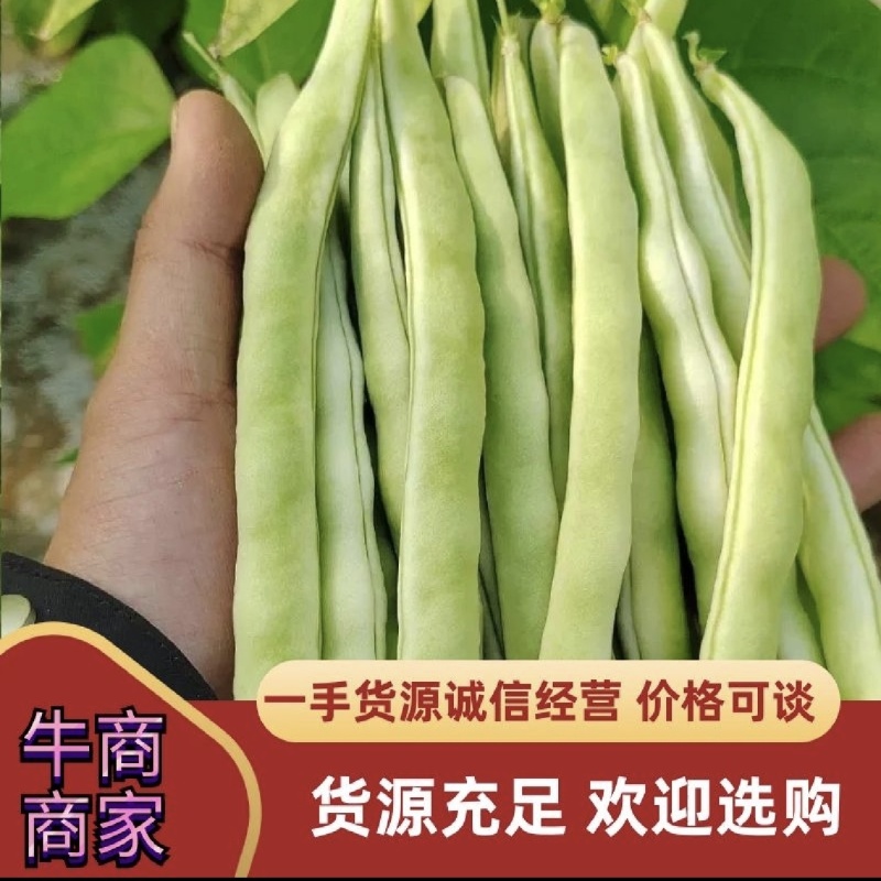 江苏青刀豆芸豆产地四季豆源头产地种植基地欢迎来电