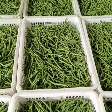 南通四季豆矮生刀豆无筋丝欢迎对接量大从优市场源头