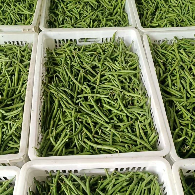 南通四季豆矮生刀豆无筋丝欢迎对接量大从优市场源头