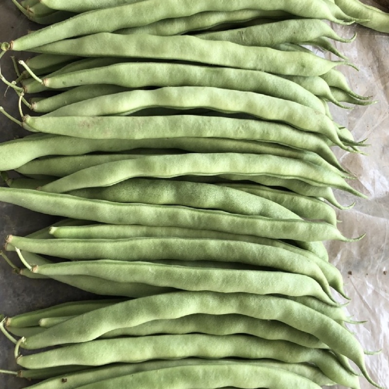 南通四季豆矮生刀豆无筋丝欢迎对接量大从优市场源头