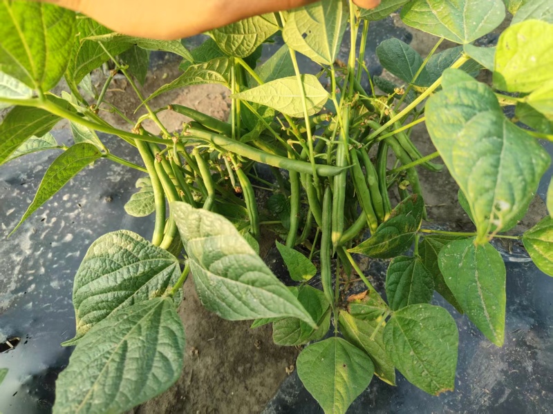 南通四季豆矮生刀豆无筋丝欢迎对接量大从优市场源头