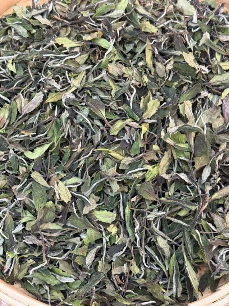 福鼎太姥山老白茶枣香味足回甘好越陈越香可收藏