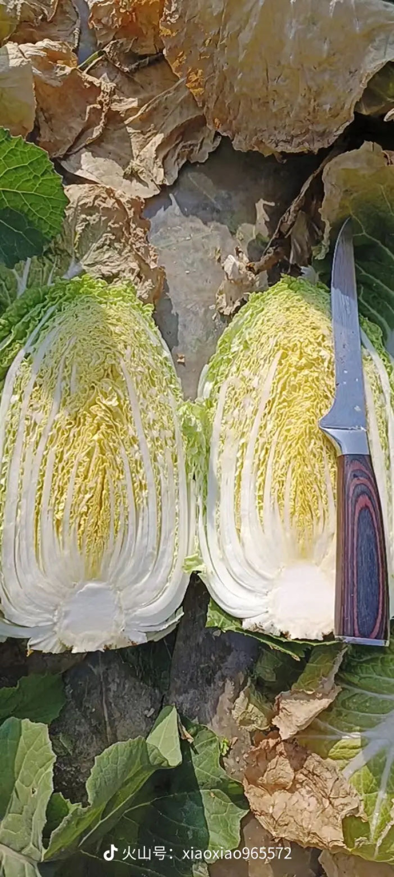 娃娃菜，有货300亩，3000吨，需要的大老板来谈