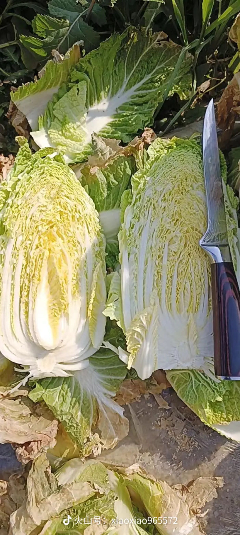 娃娃菜，有货300亩，3000吨，需要的大老板来谈