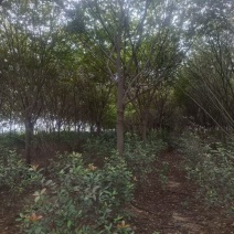 朴树