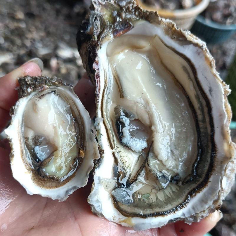 本港绳子三倍体大量上市鲜活肥美