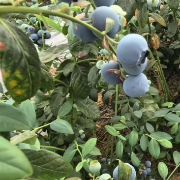 室外头茬蓝莓精品15加果市场货电商货批发零售都可以