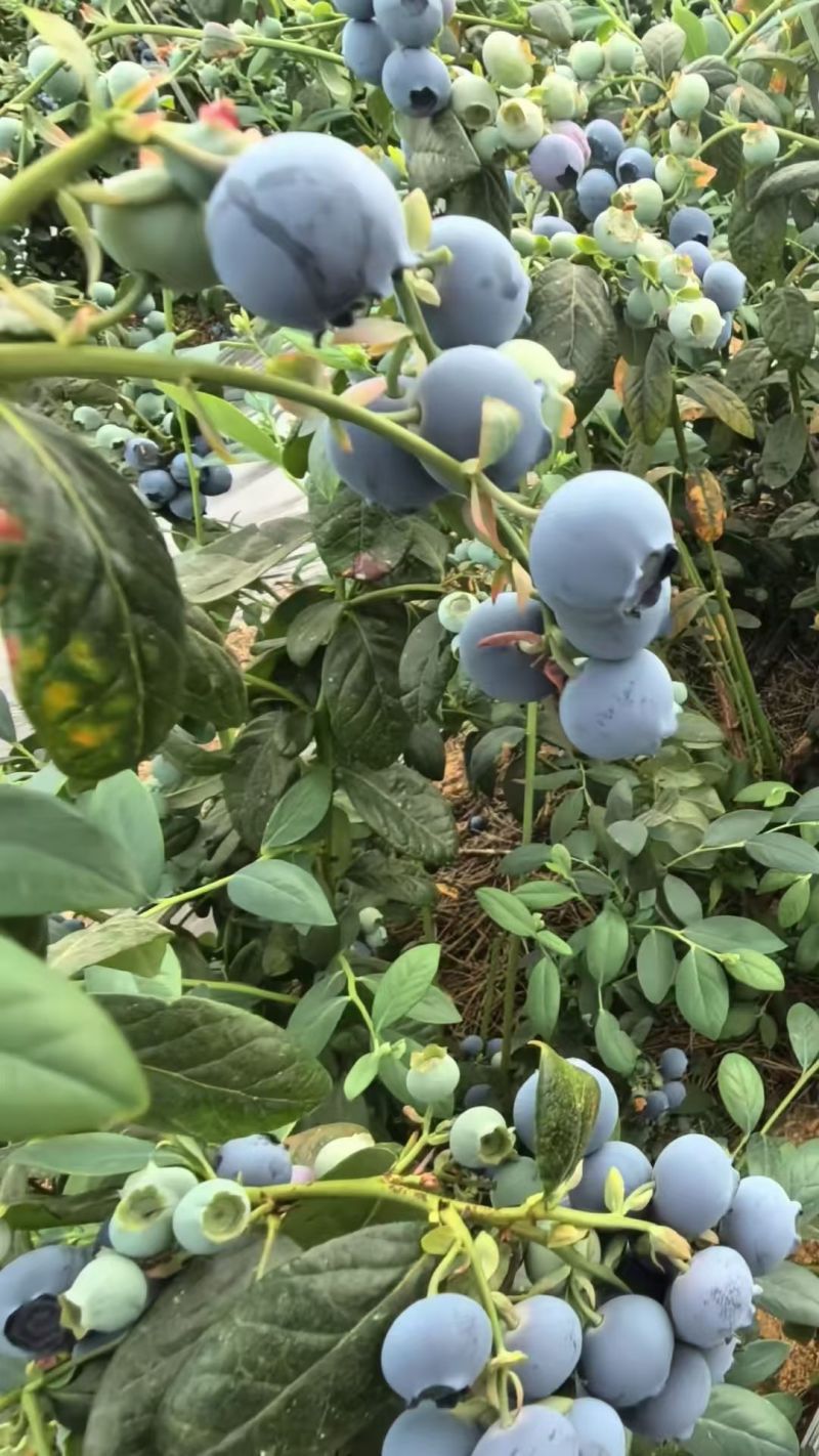 室外头茬蓝莓精品15加果市场货电商货批发零售都可以