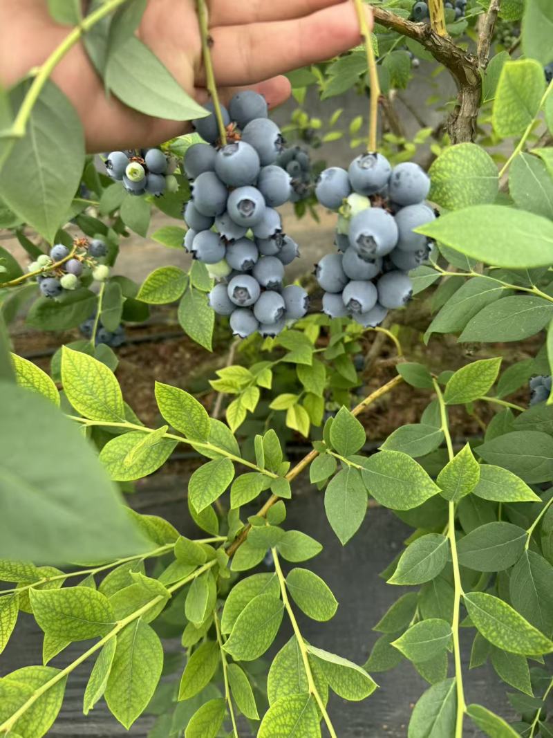 室外头茬蓝莓精品15加果市场货电商货批发零售都可以