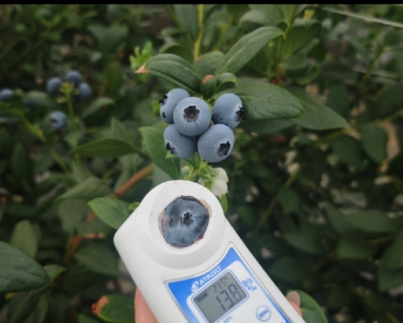 室外头茬蓝莓精品15加果市场货电商货批发零售都可以