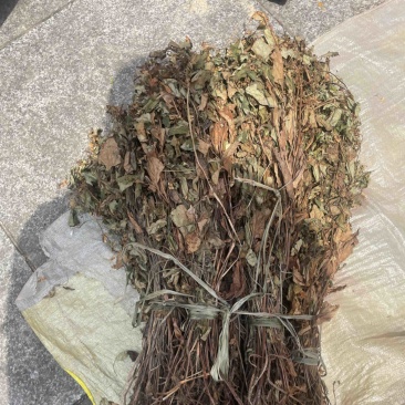 野生鱼腥草，红茎，自然晒干，欢迎各位老板下单。