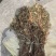 野生鱼腥草，红茎，自然晒干，欢迎各位老板下单。