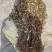 野生鱼腥草，红茎，自然晒干，欢迎各位老板下单。