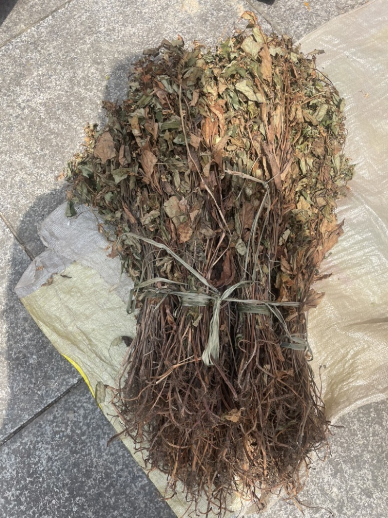 野生鱼腥草，红茎，自然晒干，欢迎各位老板下单。