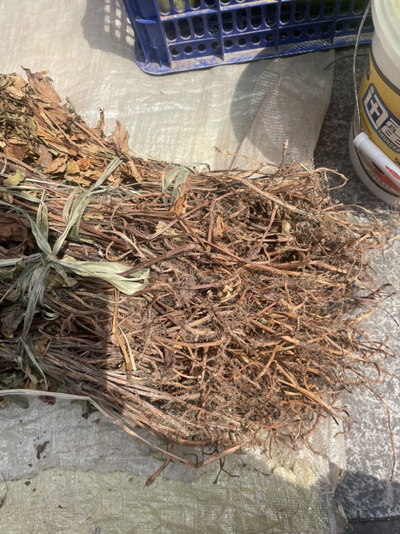 野生鱼腥草，红茎，自然晒干，欢迎各位老板下单。