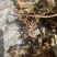 野生鱼腥草，红茎，自然晒干，欢迎各位老板下单。