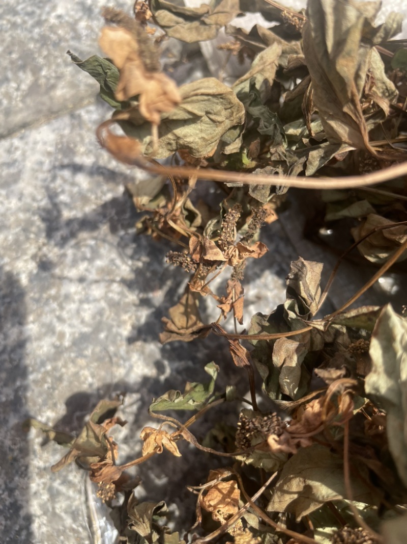 野生鱼腥草，红茎，自然晒干，欢迎各位老板下单。