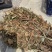 野生鱼腥草，红茎，自然晒干，欢迎各位老板下单。