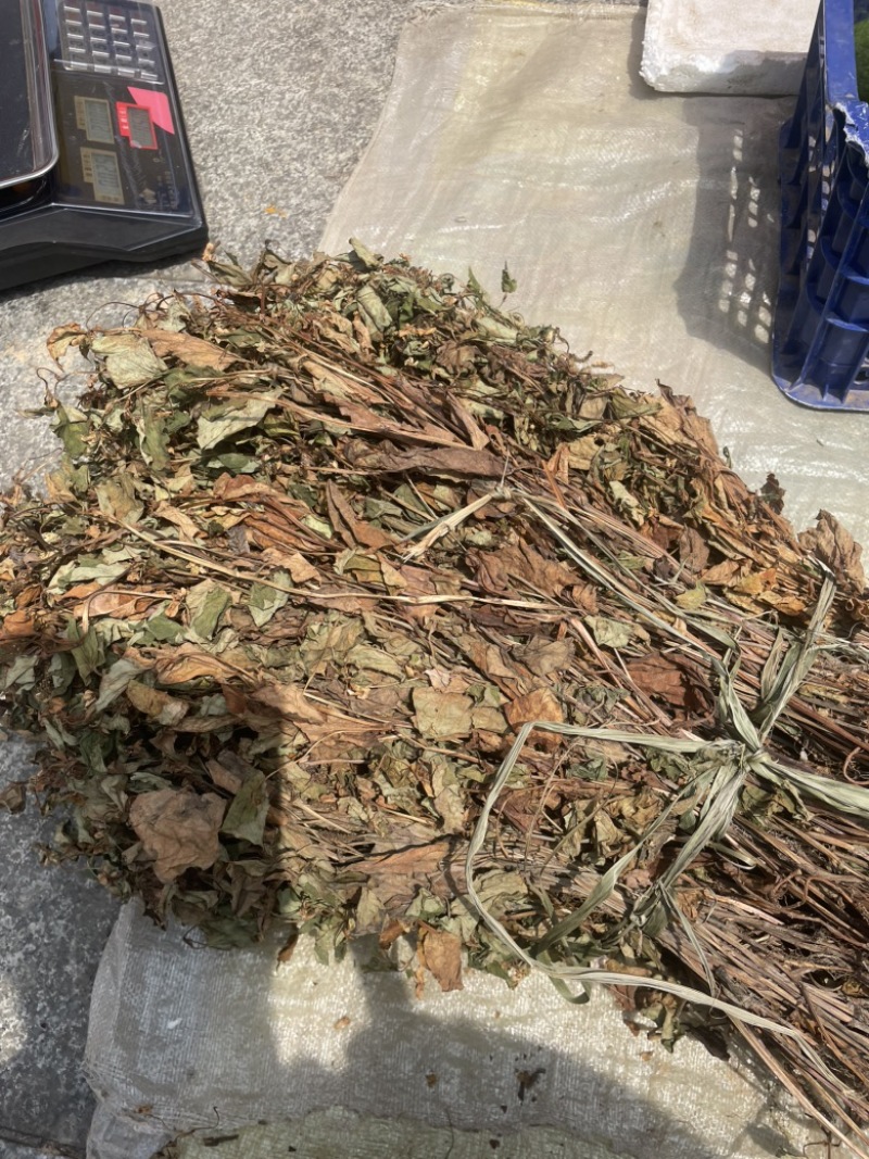 野生鱼腥草，红茎，自然晒干，欢迎各位老板下单。