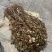 野生鱼腥草，红茎，自然晒干，欢迎各位老板下单。