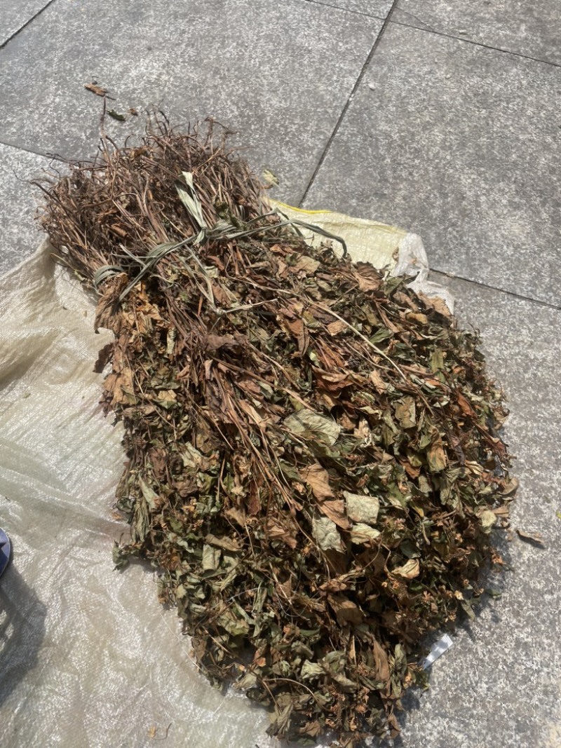 野生鱼腥草，红茎，自然晒干，欢迎各位老板下单。