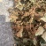 野生鱼腥草，红茎，自然晒干，欢迎各位老板下单。