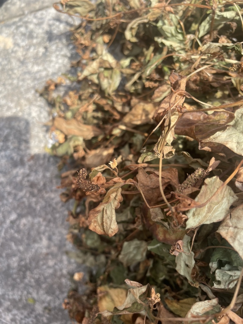 野生鱼腥草，红茎，自然晒干，欢迎各位老板下单。