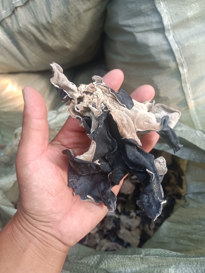 精品特级毛木耳，朵大肉厚，产地直发，货源充足