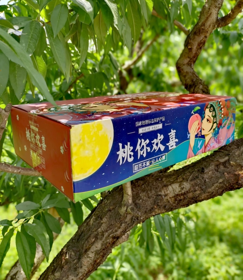 【批量代发】山东蒙阴黄金油桃中油四号脆甜多汁产地直发