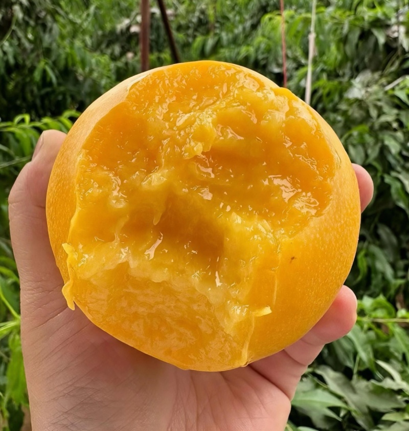 【团购团批直供】山东蒙阴黄金油桃中油四号小包规彩箱整车发