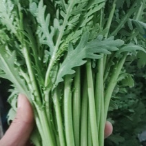 鸿顺精品茼蒿
