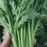 鸿顺精品茼蒿