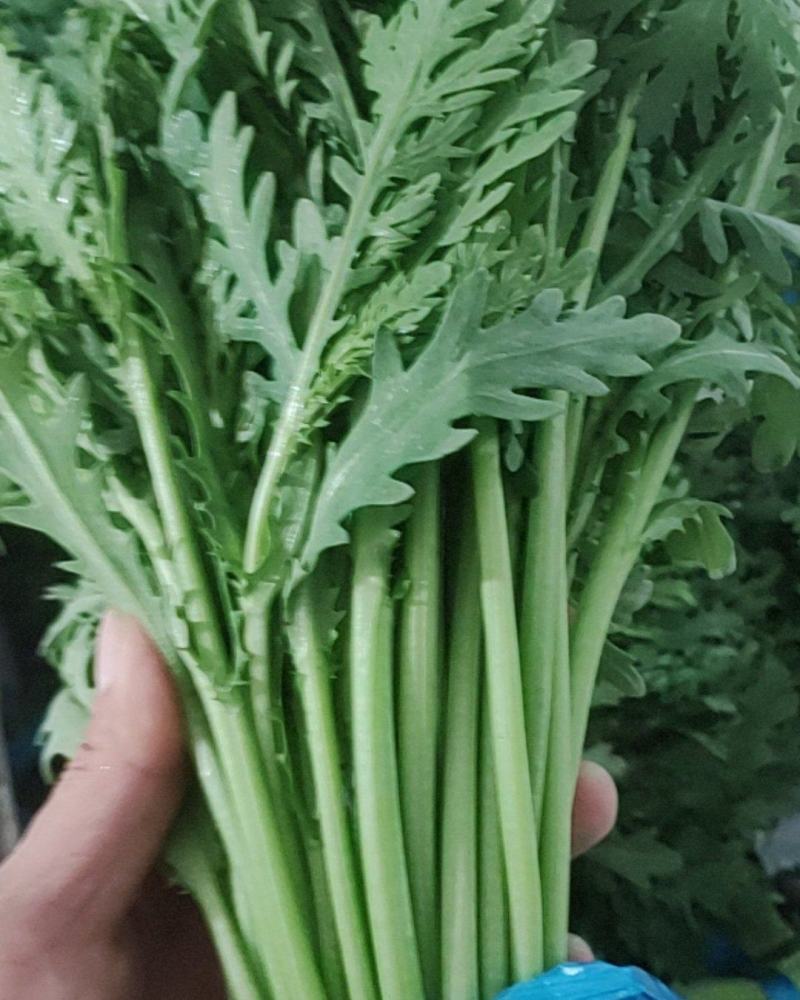 鸿顺精品茼蒿