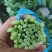 鸿顺精品茼蒿