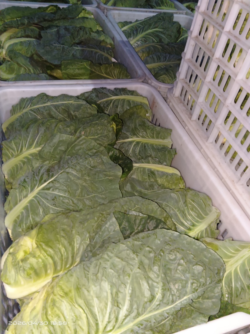 江苏当季精品牛心甘蓝品质好耐运输多种规格按需做货量大批发