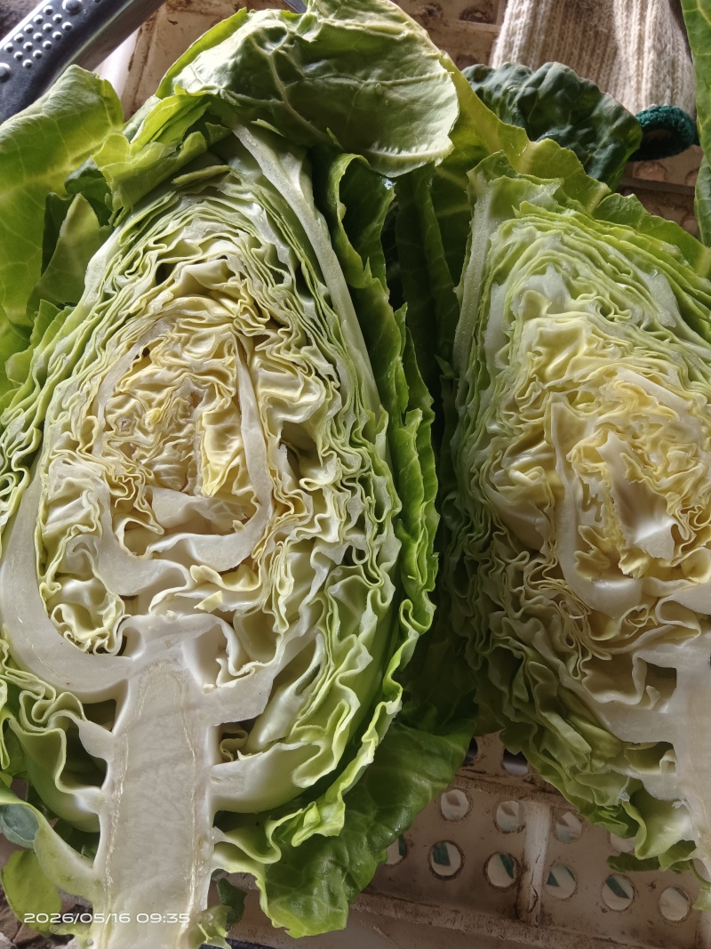 江苏当季精品牛心甘蓝品质好耐运输多种规格按需做货量大批发