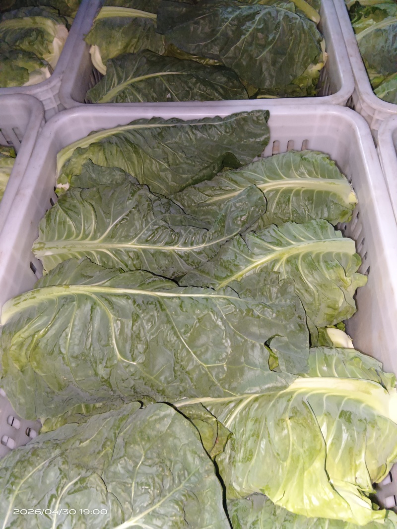 江苏当季精品牛心甘蓝品质好耐运输多种规格按需做货量大批发