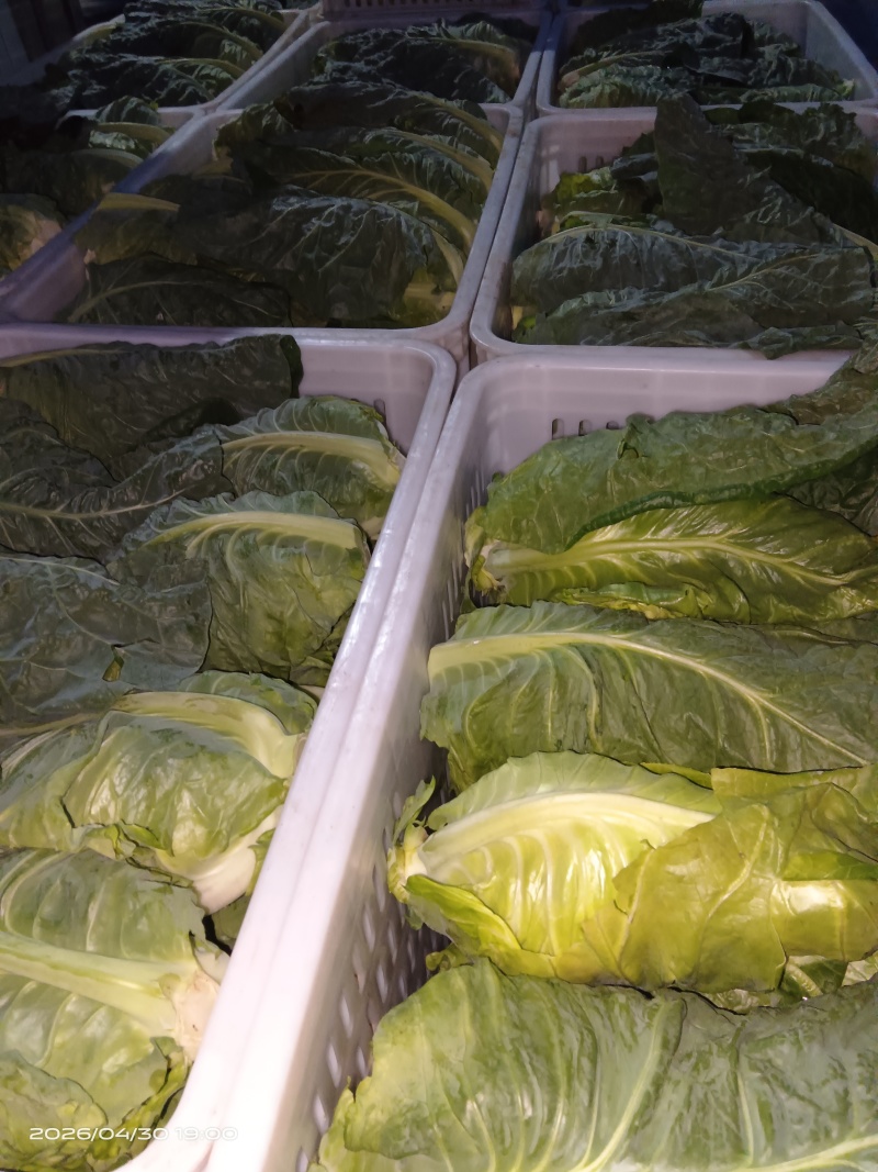 江苏当季精品牛心甘蓝品质好耐运输多种规格按需做货量大批发