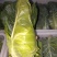 江苏当季精品牛心甘蓝品质好耐运输多种规格按需做货量大批发