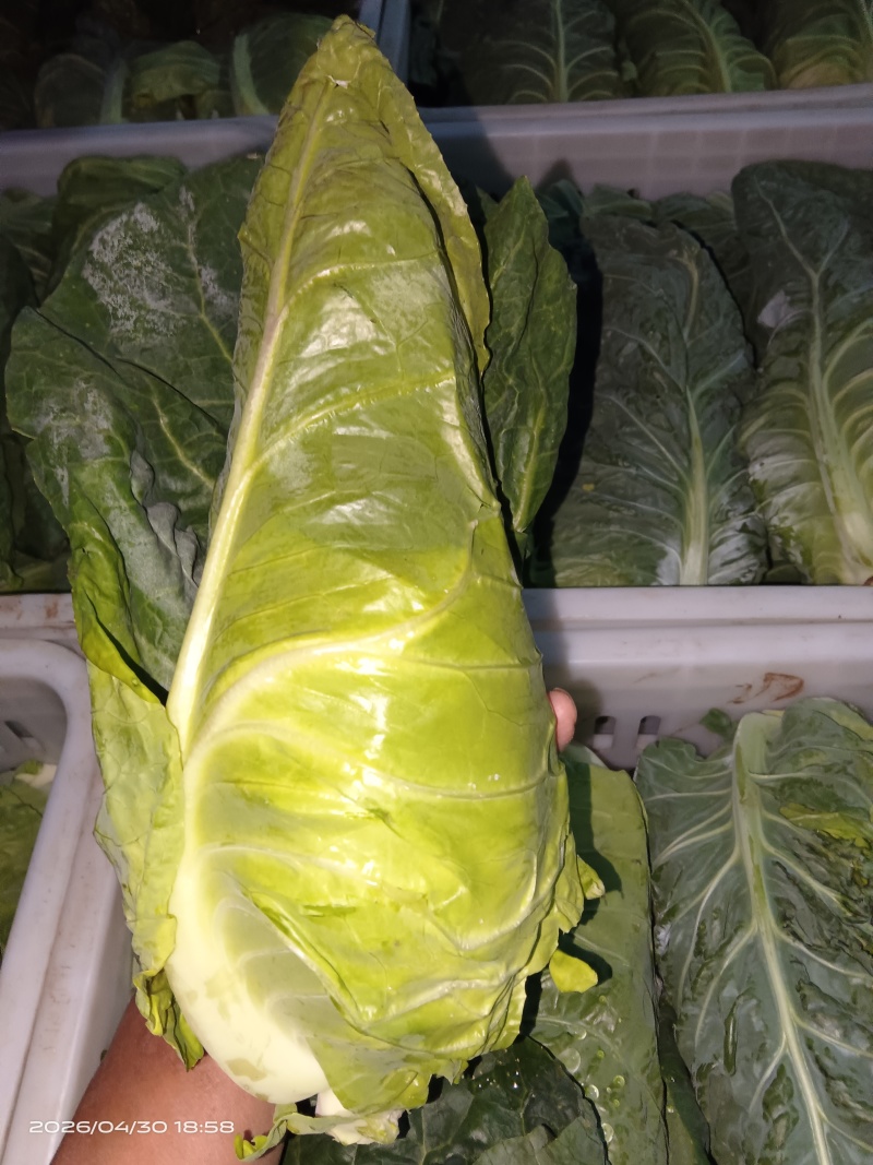 江苏当季精品牛心甘蓝品质好耐运输多种规格按需做货量大批发