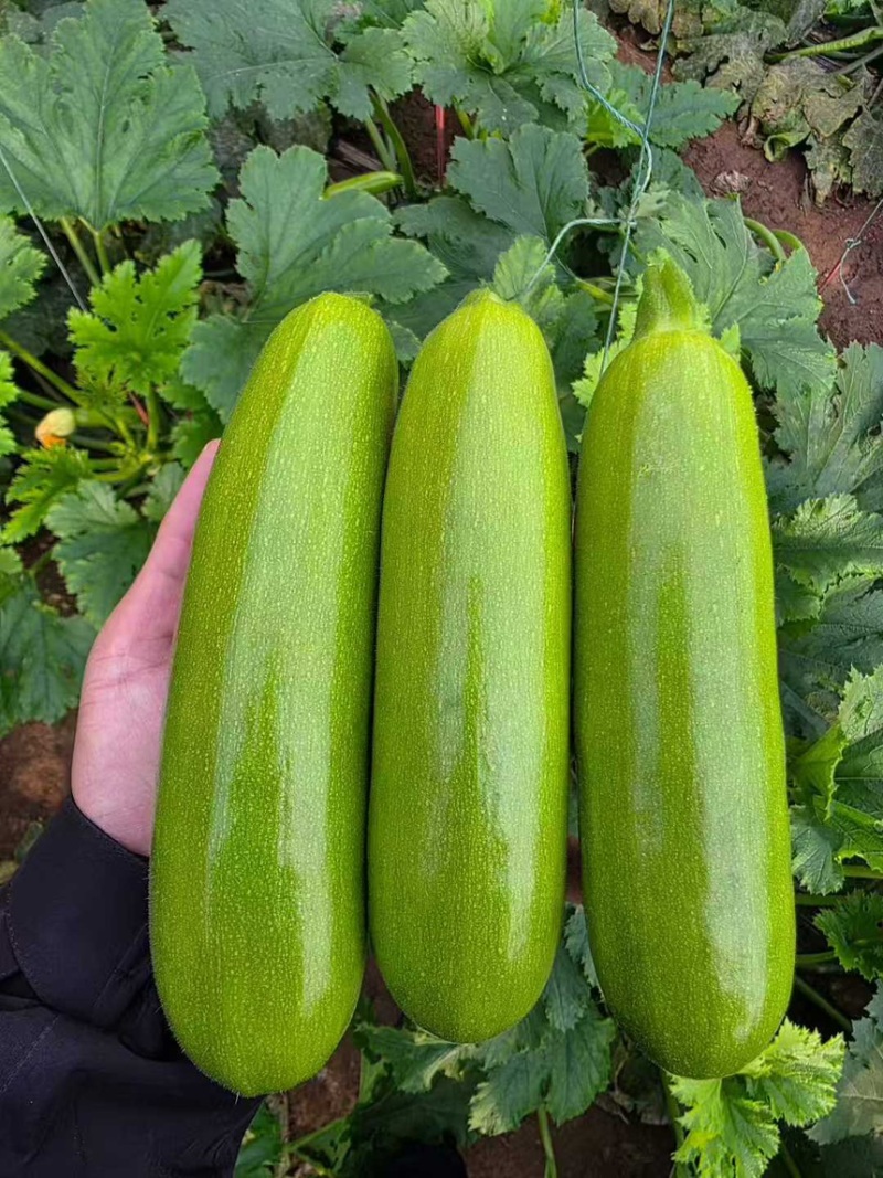 西葫芦