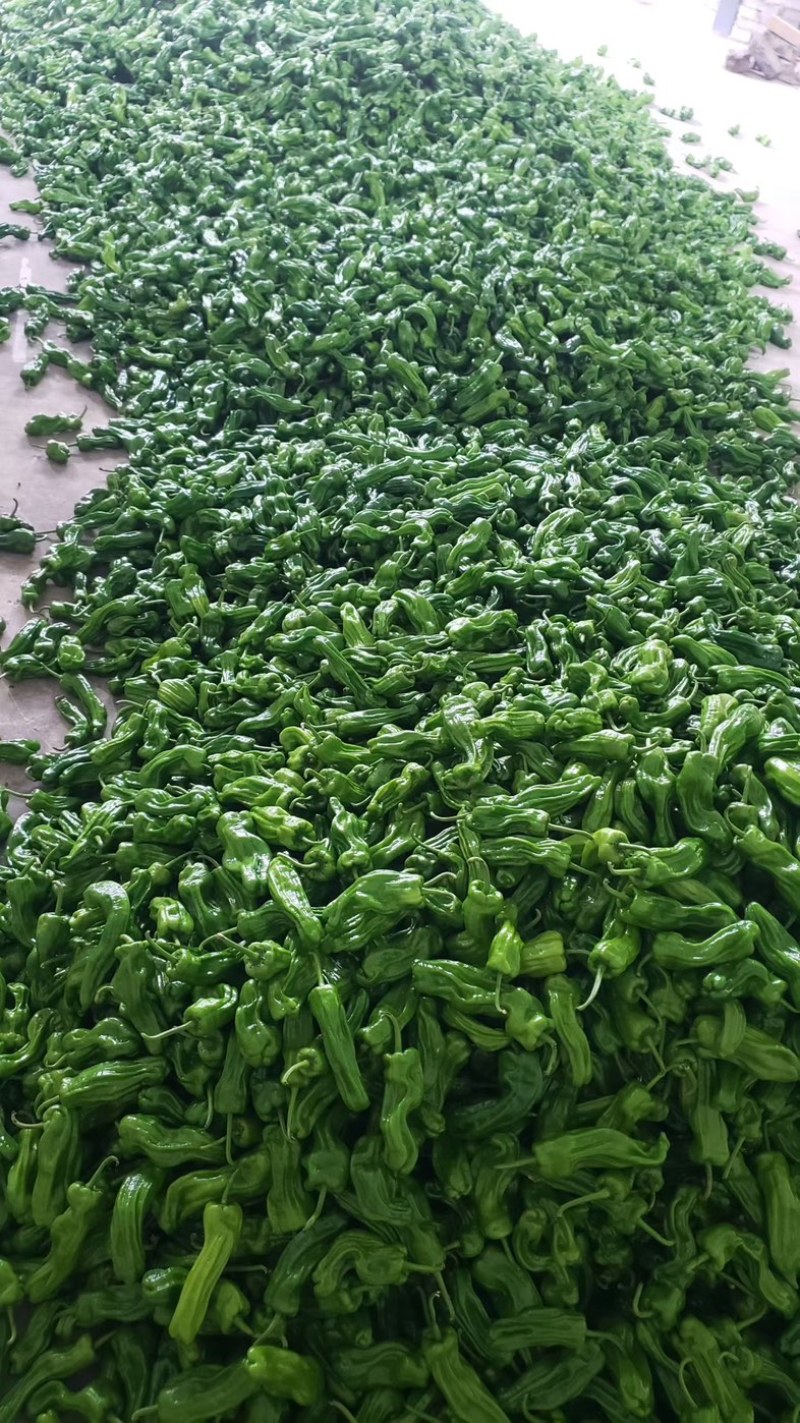 芜湖辣椒