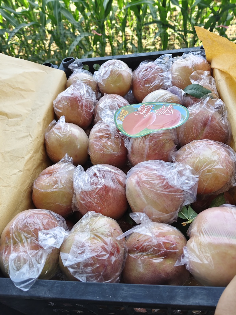 山西运城毛桃基地各种硬肉耐储运毛桃红不软系列