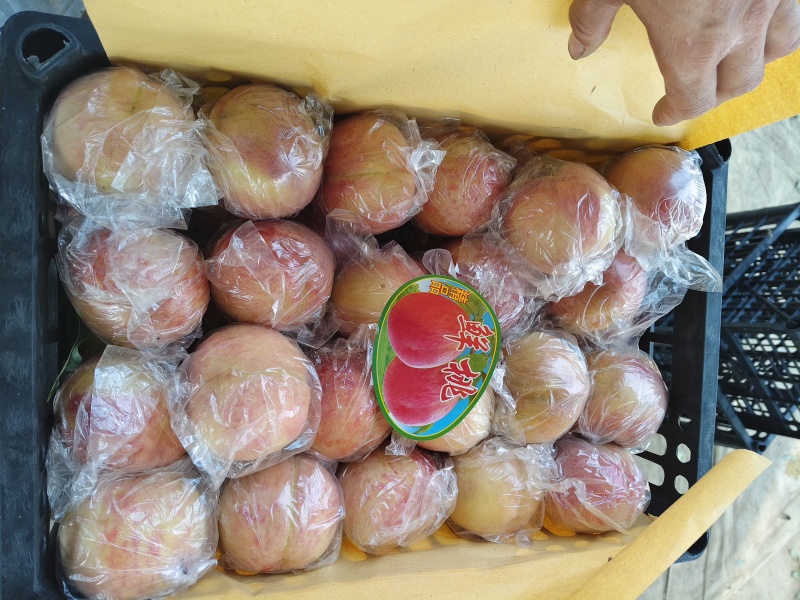 山西运城毛桃基地各种硬肉耐储运毛桃红不软系列