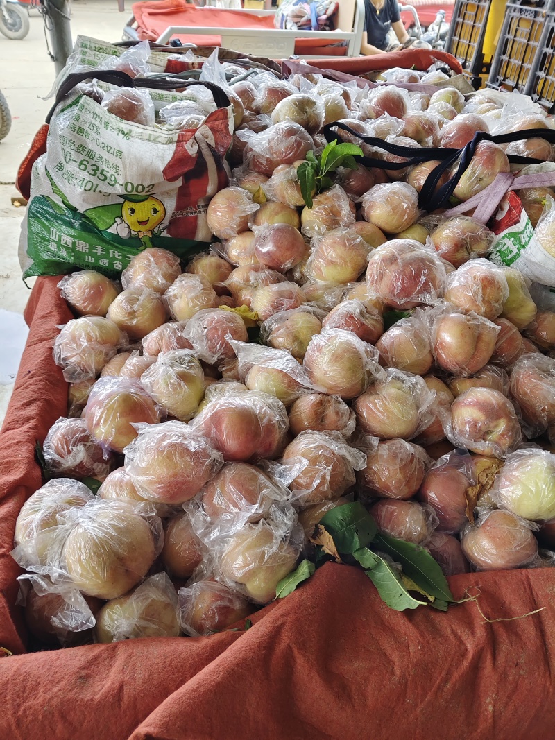 山西运城毛桃基地各种硬肉耐储运毛桃红不软系列